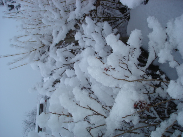 more snow angels