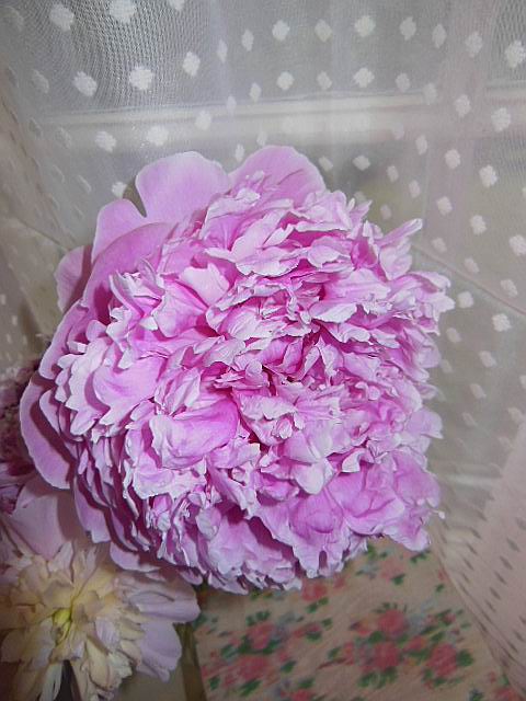 pink peony