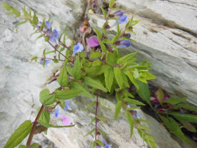 wild sea flowers