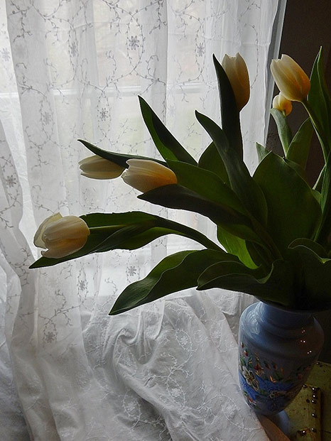 delicate-organdy-5