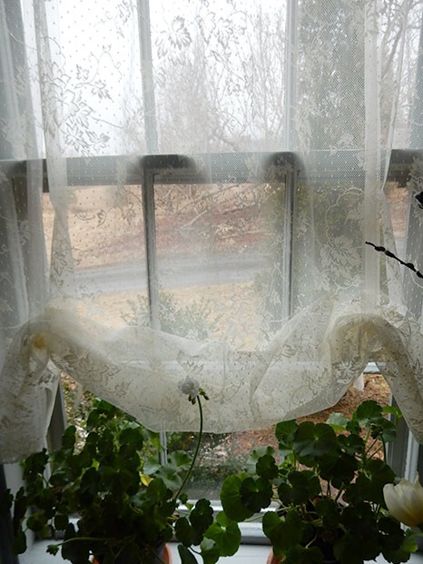French Ivy