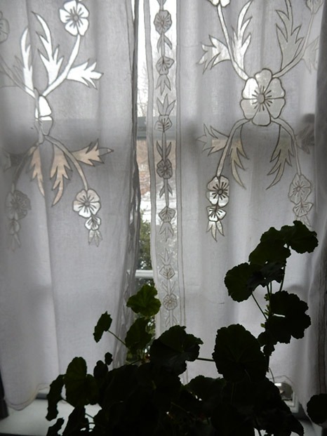french-poppies-2
