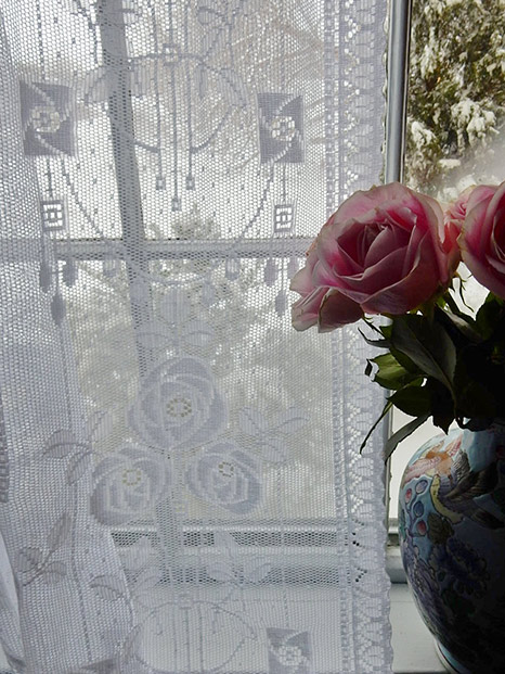 winter-rose-2