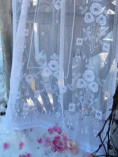 winter-rose-3
